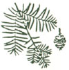 The branches of a dawn redwood tree. 