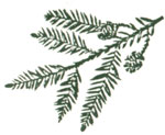 The branches of a redwood tree. 