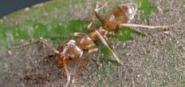 A brown ant. 