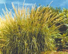 A mound of African Feather Grass. A mound of African Feather Grass.