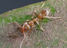 Ants Nz