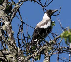 Australian Magpie in a tree