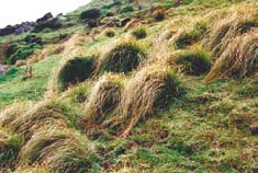 Several grassy mounds in a field on a hill. 