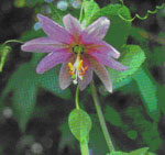 Banana passion vine with a pink flower. 