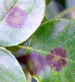 Purple spots with yellow centres on green leaves, black spot. Purple spots with yellow centres on green leaves, black spot.
