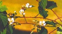 The dark leaves and prickly stalks of Blackberry, with small white flowers. 