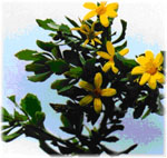 Green steemed boneseed shrub with bright yellow flowers.   
