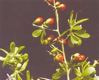 Short green leaves and red berries of Boxthorn. Short green leaves and red berries of Boxthorn.