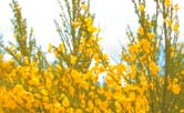 Broom shrub with bright yellow flowers