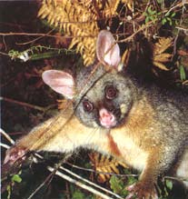 Brush tail possum in a tree. 