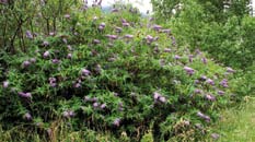 A green bush with purple flowers. A green bush with purple flowers.