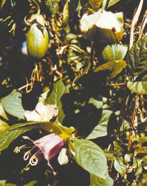 The Cathedral Bells vine with an open flower and closed bulb. 