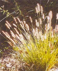 Chinese Pennisetum plant featuring spiky bottle brush type flowers. 