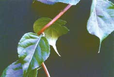 The dark green vine of Climbing Spindleberry. 