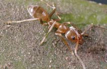 Close up of a Darwin's Ant. 