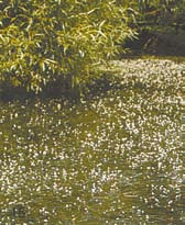 The white flowers of Egeria poking out above water. 