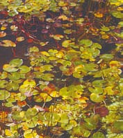 Entire marshwort floating in water. 