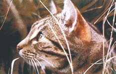 Feral cat.  