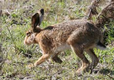 Australian Feral Rabbits