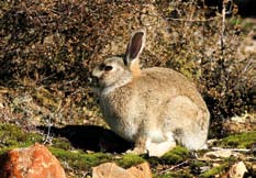 Australian Feral Rabbits
