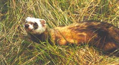 Close up of a ferret in long grass. Close up of a ferret in long grass.