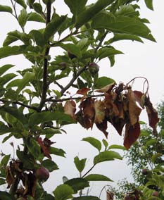 A brown branch on a tree with brown hanging leaves. 