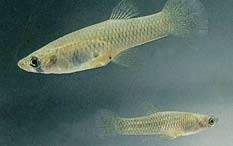 Two gambusia swimming. Two gambusia swimming.