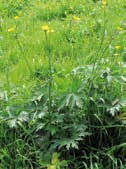 Tall stalks with yellow flowers on top of broad green leaves. Tall stalks with yellow flowers on top of broad green leaves.