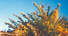 Tall green stalks with yellow flowers that make up the gorse woody plant.   