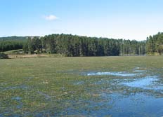 Hornwort spread about a swampy area. 