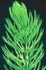 The thin, wispy leaves of Hornwort. 