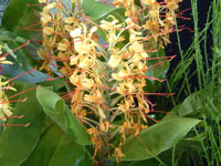 Kahili ginger flower, photo courtesy of Weedbusters.