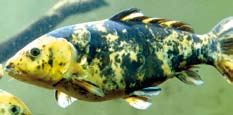 orange and black blotched koi carp. orange and black blotched koi carp.