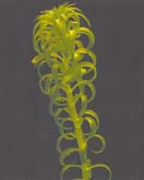 one stem of largarosiphon. 