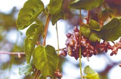 The green leaves and stem tubers of Madeira Vine. 