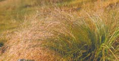 A Nassella Tussock shrub. 