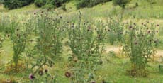 Several clumps of green stalks with purple flowers on top.  