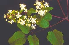 Old mans beard vine in flower. 