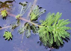 A fernlike and feathery stalk laying in a pool of water. 