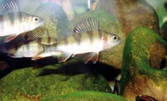 Two olive green perch fish swimming in the river. 