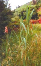 The tall long leaves of grass or phragmites. 