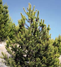 A pine tree on the side of a hill. A pine tree on the side of a hill.