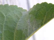 A white powder on a green leaf. A white powder on a green leaf.