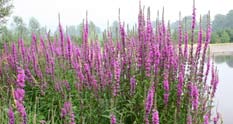 Purple loosestrife plant featuring tall magenta flowers. Purple loosestrife plant featuring tall magenta flowers.
