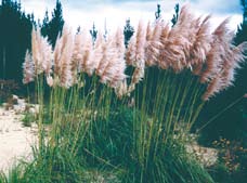 Purple pampas feauraing tall green tems and fluffy purple flowers.    