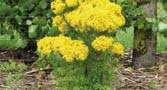 A small clup of green stalks and big yellow flowers. 