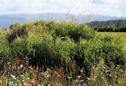 Reed canary grass in a field.  