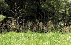 Reed sweet grass in a field.  