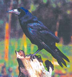 A rook, a large black bird, sitting on a stump.  