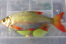 An example of a Rudd fish. An example of a Rudd fish.